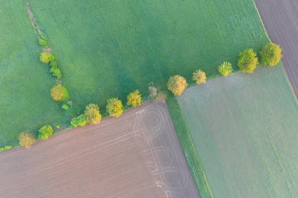 Aerial View Fields Lines Green Trees Sunrise Beautiful Universal Countryside — Photo