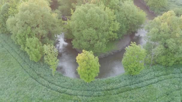 Luftaufnahme Von Flussmäander Der Üppig Grünen Vegetation Des Deltas Schöne — Stockvideo