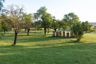 Parktaki yeşil ağaçlar doğa arka planında