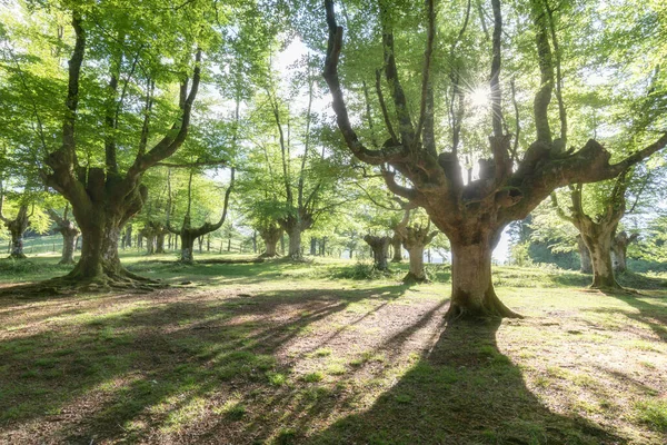 A magical fairytale forest. Deciduous forest covered with green moss. Mystical atmosphere. Ancient gnarled and stunted oak tree trunks growing out of mossy boulders. National nature reserve in summer