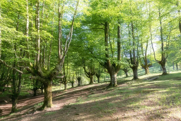 A magical fairytale forest. Deciduous forest covered with green moss. Mystical atmosphere. Ancient gnarled and stunted oak tree trunks growing out of mossy boulders. National nature reserve in summer