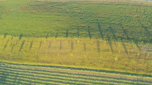 Romantische Zonsondergang Boven Het Landbouwlandschap Luchtfoto Landschap Zomer Lente Velden — Stockvideo