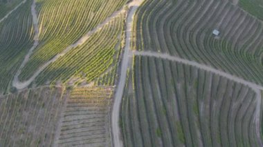 Pinhao köyü yakınlarındaki Douro Vadisi 'nde romantik günbatımında teraslı üzüm bağlarının hava manzarası. Portekiz 'de seyahat ve Portekiz' deki en güzel yerler için şarap çiftliği Unesco.