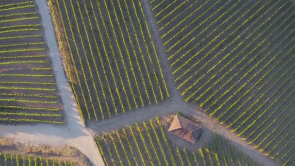 Dramatic Sunset Agricultural Landscape Aerial Shot Countryside Landscape Summer Spring — Αρχείο Βίντεο