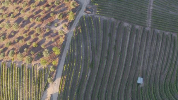 Widok Lotu Ptaka Tarasowe Winnice Romantycznym Zachodzie Słońca Dolinie Douro — Wideo stockowe