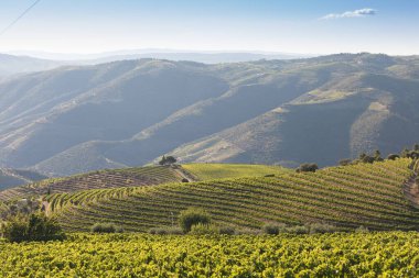 Pinhao köyü yakınlarındaki Douro Vadisi 'nde romantik günbatımında teraslı üzüm bağlarının hava manzarası. Portekiz 'de seyahat ve Portekiz' deki en güzel yerler için şarap çiftliği Unesco.