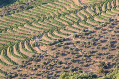 Pinhao köyü yakınlarındaki Douro Vadisi 'nde romantik günbatımında teraslı üzüm bağlarının hava manzarası. Portekiz 'de seyahat ve Portekiz' deki en güzel yerler için şarap çiftliği Unesco.