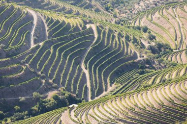 Pinhao köyü yakınlarındaki Douro Vadisi 'nde romantik günbatımında teraslı üzüm bağlarının hava manzarası. Portekiz 'de seyahat ve Portekiz' deki en güzel yerler için şarap çiftliği Unesco.