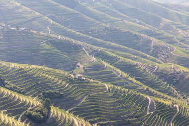 Pinhao köyü yakınlarındaki Douro Vadisi 'nde romantik günbatımında teraslı üzüm bağlarının hava manzarası. Portekiz 'de seyahat ve Portekiz' deki en güzel yerler için şarap çiftliği Unesco.
