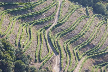 Pinhao köyü yakınlarındaki Douro Vadisi 'nde romantik günbatımında teraslı üzüm bağlarının hava manzarası. Portekiz 'de seyahat ve Portekiz' deki en güzel yerler için şarap çiftliği Unesco.