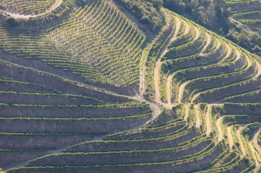 Pinhao köyü yakınlarındaki Douro Vadisi 'nde romantik günbatımında teraslı üzüm bağlarının hava manzarası. Portekiz 'de seyahat ve Portekiz' deki en güzel yerler için şarap çiftliği Unesco.