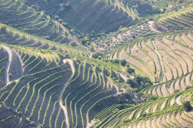 Pinhao köyü yakınlarındaki Douro Vadisi 'nde romantik günbatımında teraslı üzüm bağlarının hava manzarası. Portekiz 'de seyahat ve Portekiz' deki en güzel yerler için şarap çiftliği Unesco.