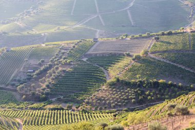 Pinhao köyü yakınlarındaki Douro Vadisi 'nde romantik günbatımında teraslı üzüm bağlarının hava manzarası. Portekiz 'de seyahat ve Portekiz' deki en güzel yerler için şarap çiftliği Unesco.