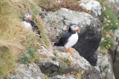 Fratercula arkktika, faroe adaları. Tabutlar üreme kolonisindeki yuvalarına doğru yol alıyorlar. Yaz