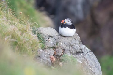 Doğu İzlanda 'da Atlantik martı kuşu