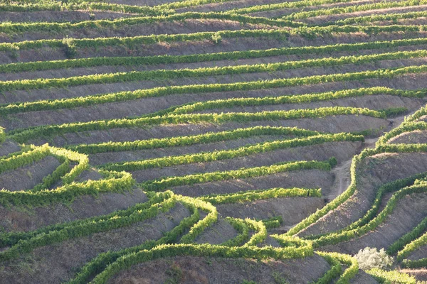 Aerial View Terraced Vineyards Romantic Sunset Douro Valley Village Pinhao — Stock Photo, Image