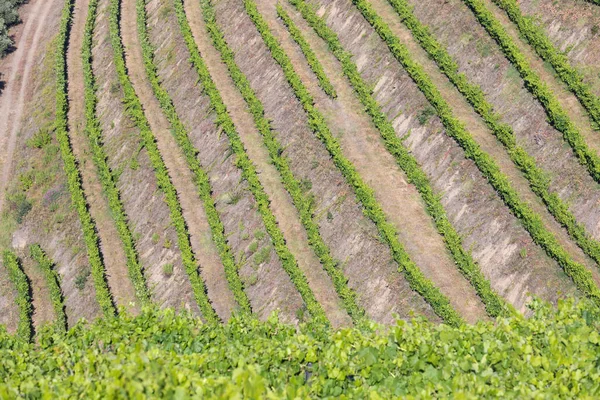 Aerial View Terraced Vineyards Romantic Sunset Douro Valley Village Pinhao — Stock Photo, Image