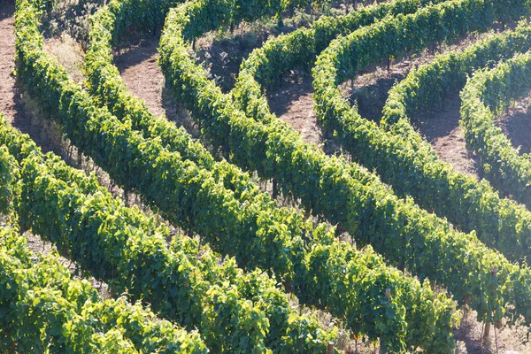 Aerial View Terraced Vineyards Romantic Sunset Douro Valley Village Pinhao — Stock Photo, Image