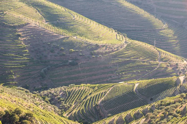 Vista Aérea Los Viñedos Terrazas Romántica Puesta Sol Valle Del —  Fotos de Stock