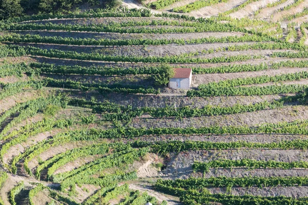 Vista Aérea Das Vinhas Terraços Pôr Sol Romântico Vale Douro — Fotografia de Stock