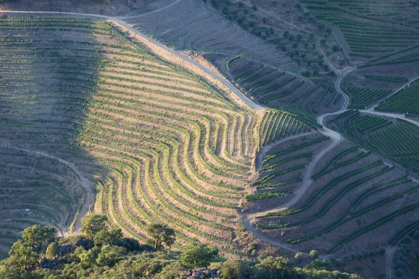 Pinhaoの村の近くのドゥオーバレーでロマンチックな夕日の段々畑のブドウ園の空中ビュー ポルトガル旅行のためのコンセプトとポルトガルで最も美しい場所ポートワイン農場 Unesco — ストック写真