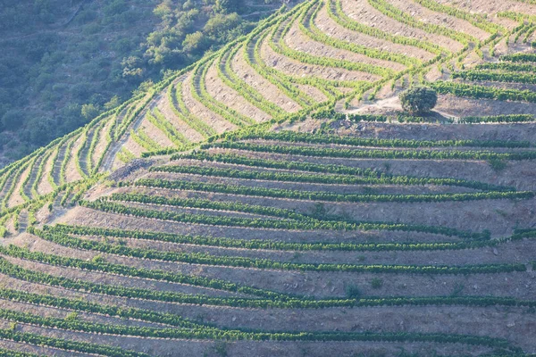 Aerial View Terraced Vineyards Romantic Sunset Douro Valley Village Pinhao — Stock Photo, Image