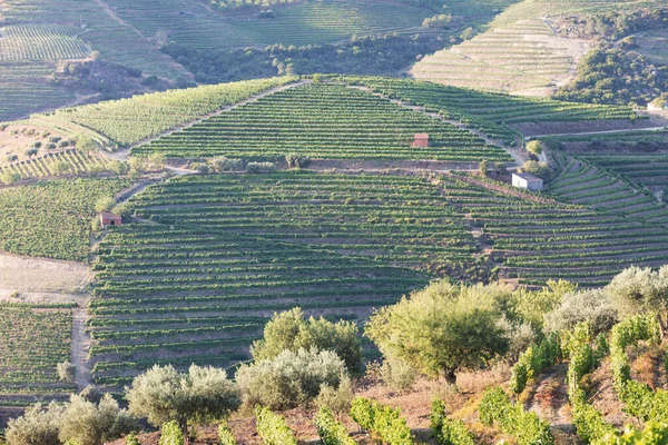 Uitzicht Vanuit Lucht Terrasvormige Wijngaarden Romantische Zonsondergang Douro Vallei Bij — Stockfoto