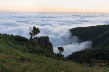 Portekiz 'deki UNESCO' nun Dünya Mirası Alanı Madeira 'daki Fanal Laurisilva ormanındaki büyülü defne ağaçları. Güzel, yeşil bir yaz ormanı ve yağmurlu bir günde yoğun bir sis ormanı. Yalnız ağaçlar..