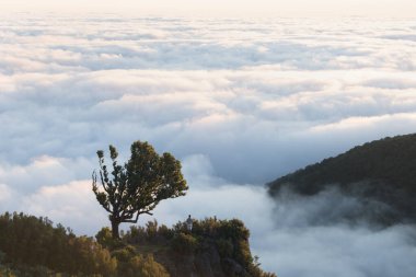 Portekiz 'deki UNESCO' nun Dünya Mirası Alanı Madeira 'daki Fanal Laurisilva ormanındaki büyülü defne ağaçları. Güzel, yeşil bir yaz ormanı ve yağmurlu bir günde yoğun bir sis ormanı. Yalnız ağaçlar..