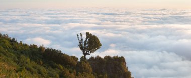 Portekiz 'deki UNESCO' nun Dünya Mirası Alanı Madeira 'daki Fanal Laurisilva ormanındaki büyülü defne ağaçları. Güzel, yeşil bir yaz ormanı ve yağmurlu bir günde yoğun bir sis ormanı. Yalnız ağaçlar..