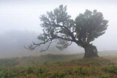 Portekiz 'deki UNESCO' nun Dünya Mirası Alanı Madeira 'daki Fanal Laurisilva ormanındaki büyülü defne ağaçları. Güzel, yeşil bir yaz ormanı ve yağmurlu bir günde yoğun bir sis ormanı. Yalnız ağaçlar..