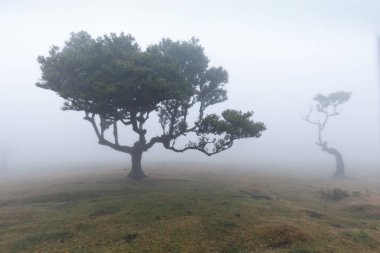 Portekiz 'deki UNESCO' nun Dünya Mirası Alanı, Madeira 'daki Fanal laurisilva ormanındaki büyülü defne ağacı. Güzel, yeşil bir yaz ormanı ve yağmurlu bir günde yoğun bir sis ormanı. Yalnız ağaçlar..