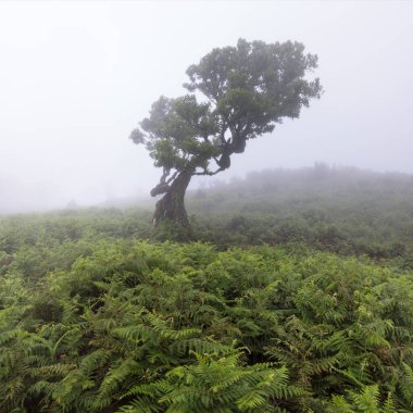 Portekiz 'deki UNESCO' nun Dünya Mirası Alanı, Madeira 'daki Fanal laurisilva ormanındaki büyülü defne ağacı. Güzel, yeşil bir yaz ormanı ve yağmurlu bir günde yoğun bir sis ormanı. Yalnız ağaçlar..