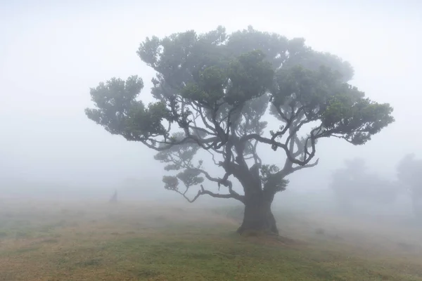 마데이라에 Fantasal Laurisilva 마법의 고유종 월계수 Magical Endemic Laurel Tree — 스톡 사진