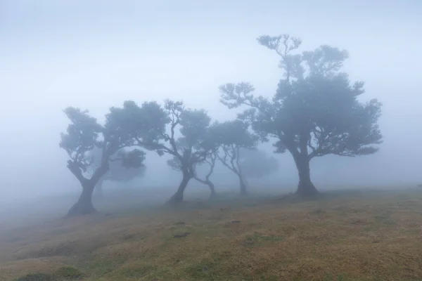 Árboles Laurel Endémicos Mágicos Bosque Fanal Laurisilva Madeira Patrimonio Humanidad —  Fotos de Stock