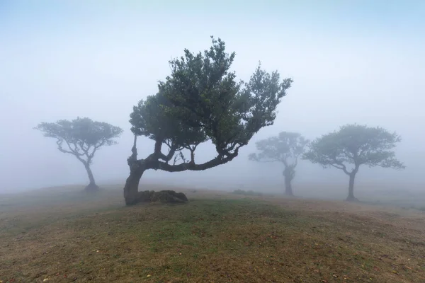 Magische Endemische Lorbeerbäume Fanal Lorbeerwald Auf Madeira Weltkulturerbe Der Unesco — Stockfoto