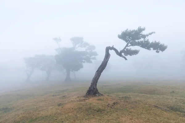 Magical endemic laurel trees in Fanal laurisilva forest in Madeira, World Heritage Site by UNESCO in Portugal. Beautiful green summer woods with thick fog Rainforest in rainy day. Solitary trees.