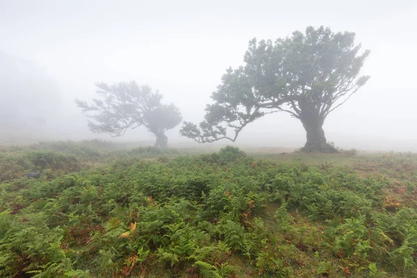 Magische Endemische Lorbeerbäume Fanal Lorbeerwald Auf Madeira Weltkulturerbe Der Unesco — Stockfoto