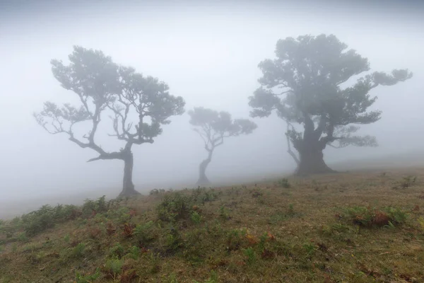 Varázslatos Endemikus Babérfák Madeirai Fanal Laurisilva Erdőben Unesco Világörökség Része — Stock Fotó