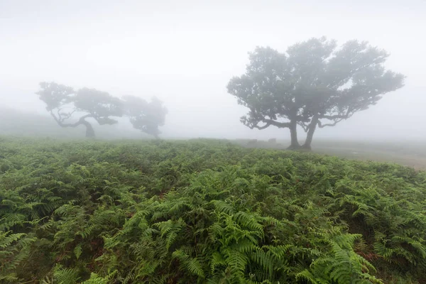 Magische Endemische Lorbeerbäume Fanal Lorbeerwald Auf Madeira Weltkulturerbe Der Unesco — Stockfoto