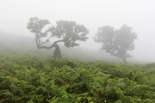 Magical endemic laurel trees in Fanal laurisilva forest in Madeira, World Heritage Site by UNESCO in Portugal. Beautiful green summer woods with thick fog Rainforest in rainy day. Solitary trees.