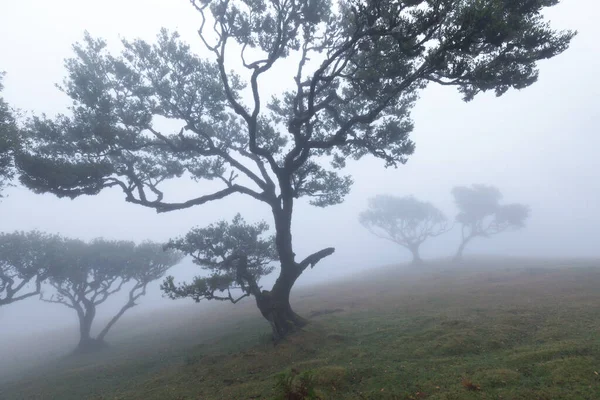 Varázslatos Endemikus Babérfák Madeirai Fanal Laurisilva Erdőben Unesco Világörökség Része — Stock Fotó