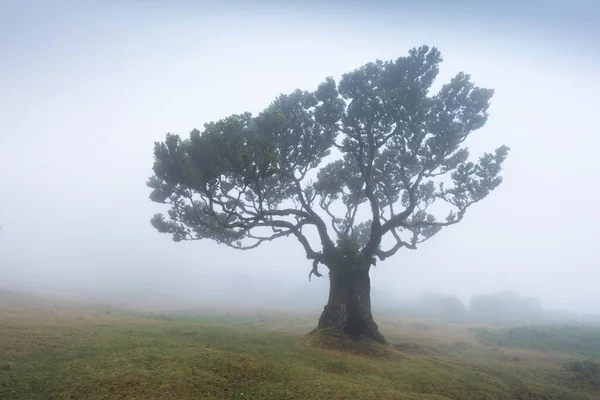 Magischer Endemischer Lorbeerbaum Fanal Lorbeerwald Auf Madeira Weltkulturerbe Der Unesco — Stockfoto