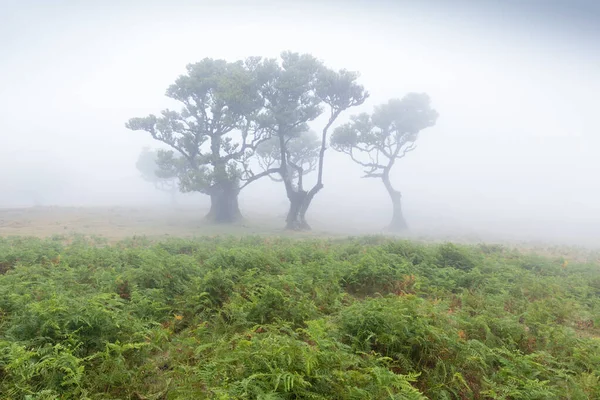 Magische Endemische Lorbeerbäume Fanal Lorbeerwald Auf Madeira Weltkulturerbe Der Unesco — Stockfoto