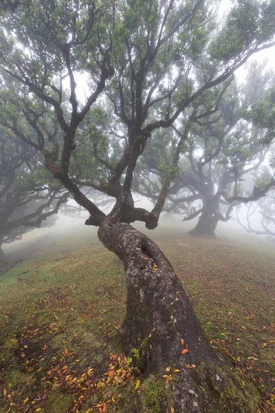 유네스코의 유산인 마데이라 Madeira Fanal Laurisilva 마법의 고유종 월계수 아름다운 — 스톡 사진