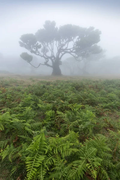 Magical endemic laurel tree in Fanal laurisilva forest in Madeira, World Heritage Site by UNESCO in Portugal. Beautiful green summer woods with thick fog Rainforest in rainy day. Solitary trees.