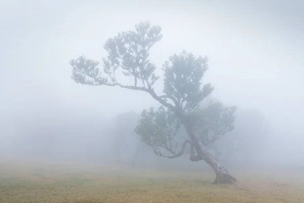 Magischer Endemischer Lorbeerbaum Fanal Lorbeerwald Auf Madeira Weltkulturerbe Der Unesco — Stockfoto