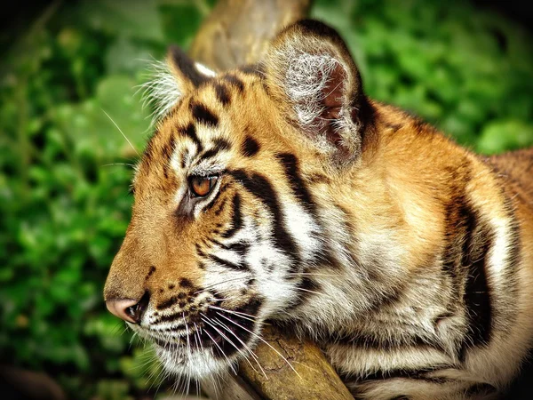 Cachorro de tigre — Foto de Stock