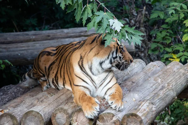 Tygr Městské Zoologické Zahradě — Stock fotografie