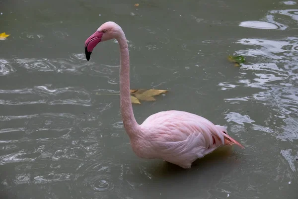 Roze Flamingo Het Meer — Stockfoto